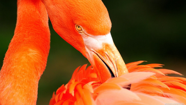 Flamingo closeup blurry background trees free wallpaper for desktop - medium preview image