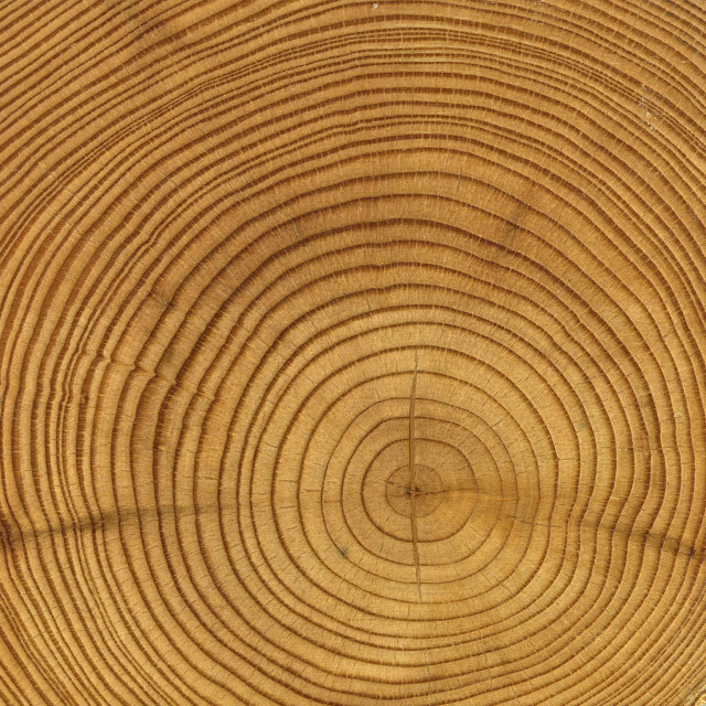 Tree trunk circular pattern brown free wallpaper for tablet - medium preview image