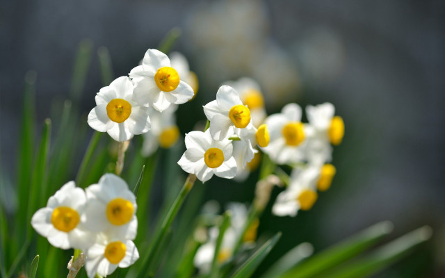 White yellow flowers vase green free wallpaper for desktop - medium preview image