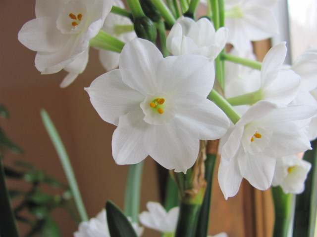 Vase filled white flowers table free wallpaper for desktop - medium preview image