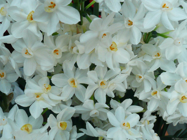 White flowers yellow centers vase #2 free wallpaper for desktop - medium preview image