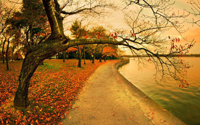 Path water trees background leaves #2 free wallpaper for desktop - medium preview image