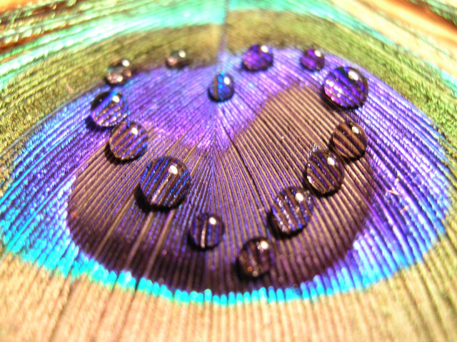 Peacock feather water drops multicolored free wallpaper for desktop - medium preview image