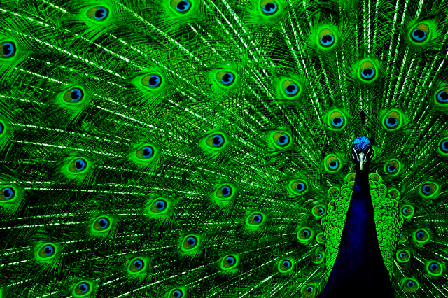 Peacock feathers spread tail display #7 free wallpaper for desktop - medium preview image