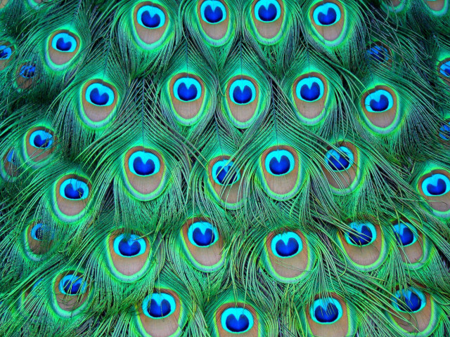 Peacock feathers closeup blue eyes free wallpaper for desktop - medium preview image