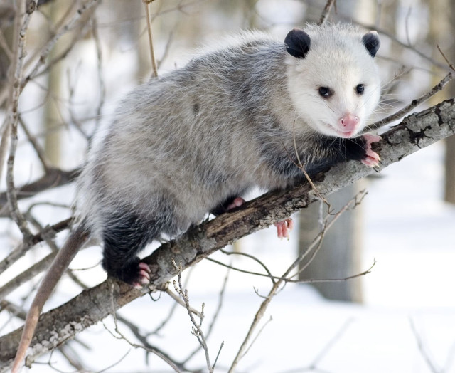 Ferret sitting tree branch snow #2 free wallpaper for desktop - medium preview image