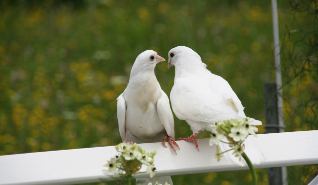 White birds white rail flowers free wallpaper for desktop - medium preview image