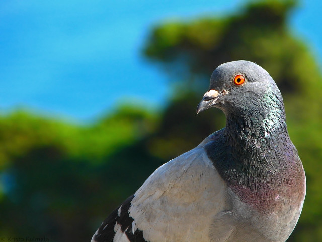 Pigeon closeup tree blue sky free wallpaper for desktop - medium preview image