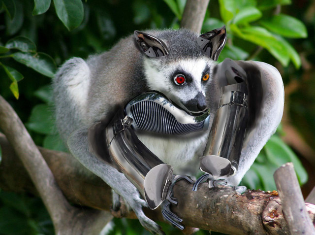 Lemur tree branch camera looking free wallpaper for desktop - medium preview image