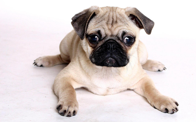 Small pug dog laying white free wallpaper for desktop - medium preview image