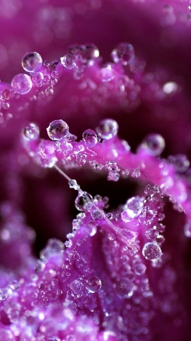 Purple flower water droplets macro #33 free wallpaper for mobile - medium preview image