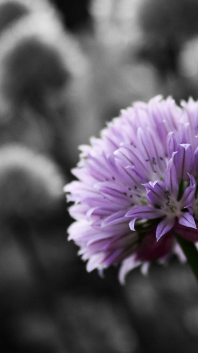 Purple flower blurry background rocks free wallpaper for mobile - medium preview image