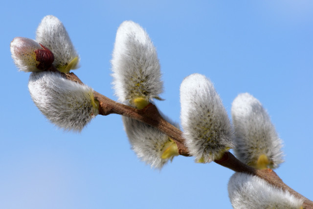 White flower branch blue sky #6 free wallpaper for desktop - medium preview image