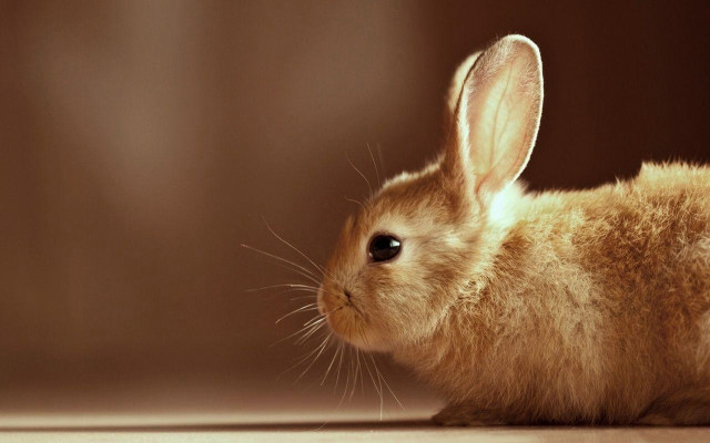 Small rabbit wooden floor brown free wallpaper for desktop - medium preview image