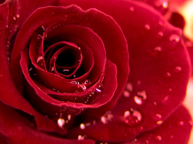Close up red rose water free wallpaper for desktop - medium preview image