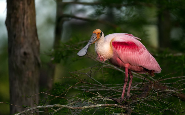 Pink bird long beak branch free wallpaper for desktop - medium preview image