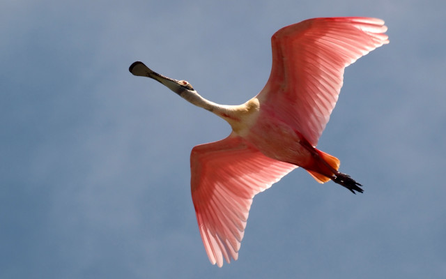 Pink bird flying blue sky #2 free wallpaper for desktop - medium preview image
