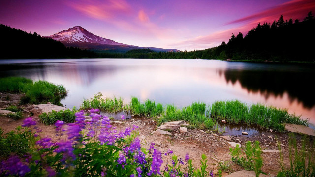 Mountain lake purple flowers foreground free wallpaper for desktop - medium preview image