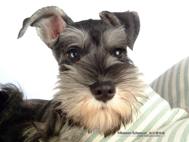 Dog long hair sitting pillow free wallpaper for desktop - medium preview image