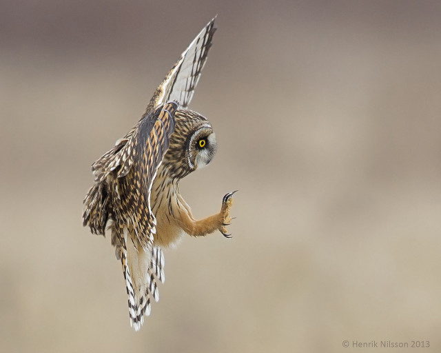 Bird flying wings spread eyes free wallpaper for desktop - medium preview image