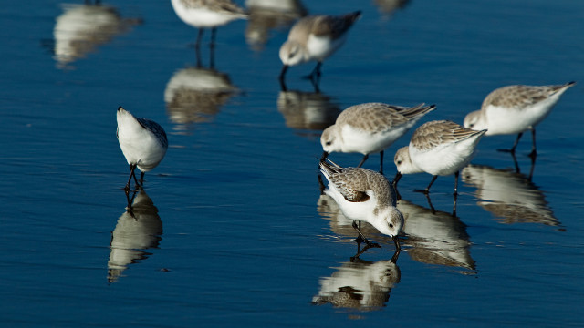 Birds standing water beach ocean free wallpaper for desktop - medium preview image