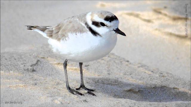 Small bird sandy beach ocean #2 free wallpaper for desktop - medium preview image