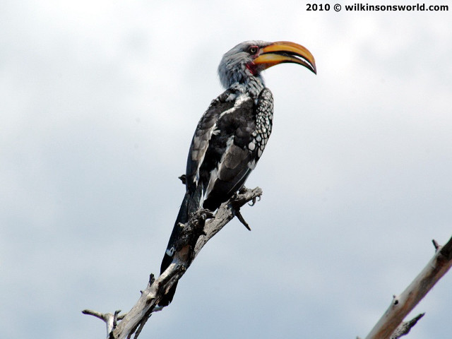 Bird long beak branch cloudy free wallpaper for desktop - medium preview image