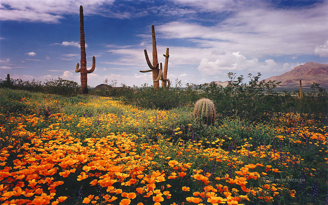 Field flowers cactus clouds mountains free wallpaper for desktop - medium preview image