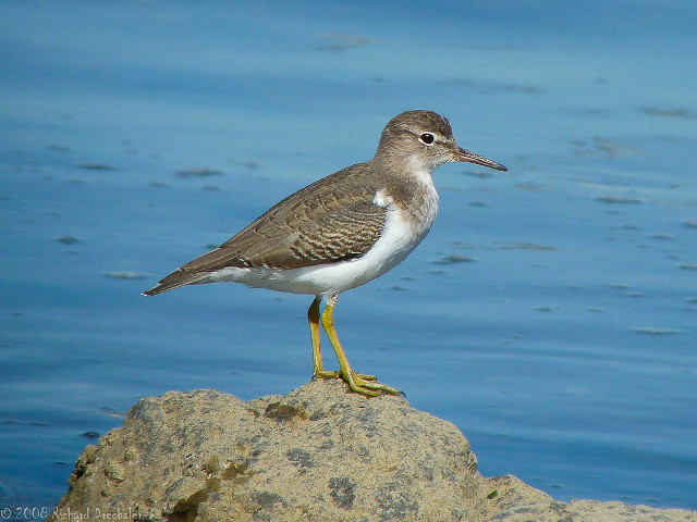 Bird rock water blue sky free wallpaper for desktop - medium preview image