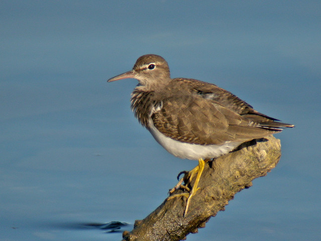 Bird sitting branch water looking free wallpaper for desktop - medium preview image