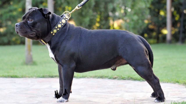 Black dog yellow leash digital free wallpaper for desktop - medium preview image