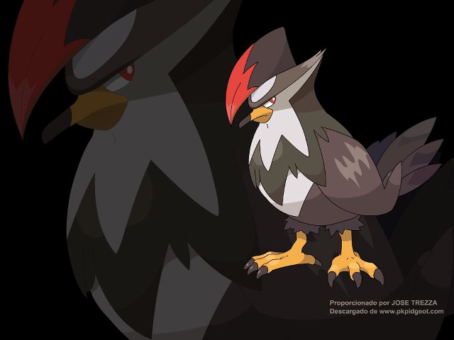 Red head black bird red free wallpaper for desktop - medium preview image