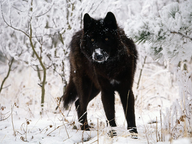 Black wolf snow forest trees free wallpaper for desktop - medium preview image