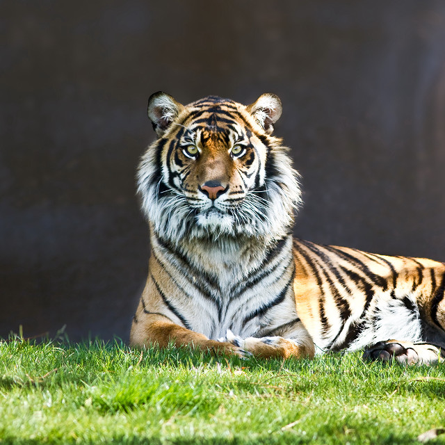 Tiger laying lush green grass free wallpaper for tablet - medium preview image