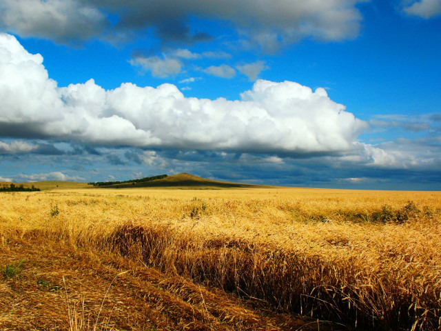 Wheat field cloudy sky hill free wallpaper for desktop - medium preview image