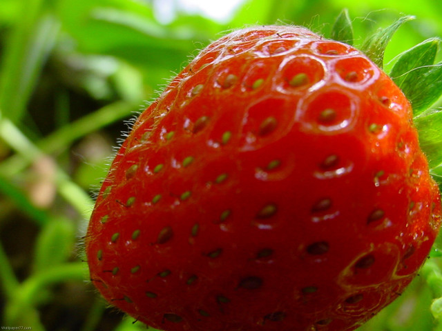 Strawberry closeup plant leaves blurry free wallpaper for desktop - medium preview image