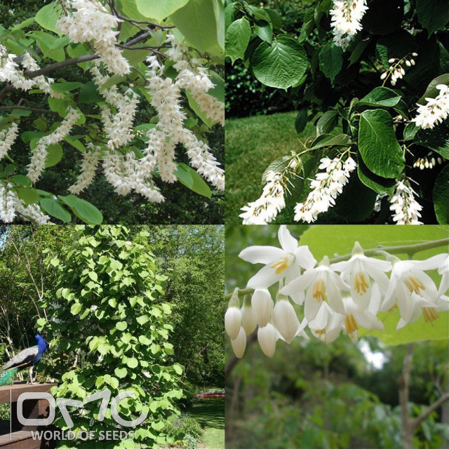 White flowers green leaves park free wallpaper for tablet - medium preview image