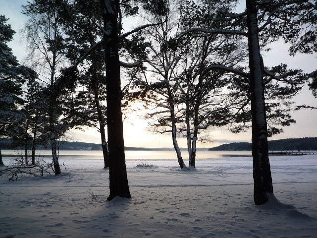 Trees snow water footprints ground free wallpaper for desktop - medium preview image