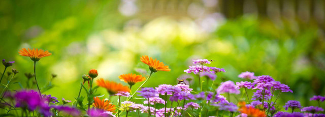 Field of flowers blurry background #3 free wallpaper for desktop - medium preview image
