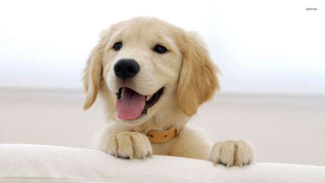 Dog sitting pillow smiling camera free wallpaper for desktop - medium preview image