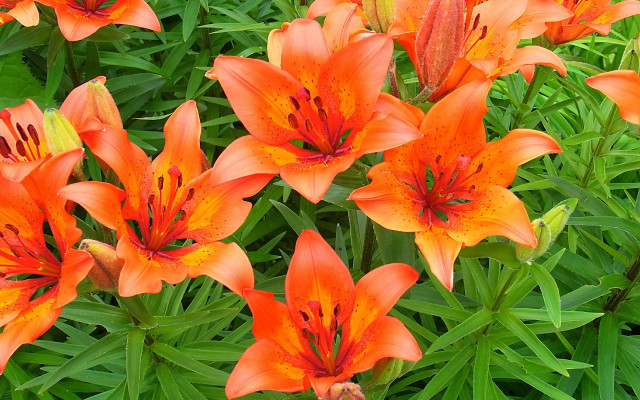 Orange flowers green grass red free wallpaper for desktop - medium preview image