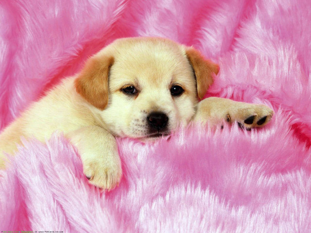 Puppy laying pink blanket paw free wallpaper for desktop - medium preview image