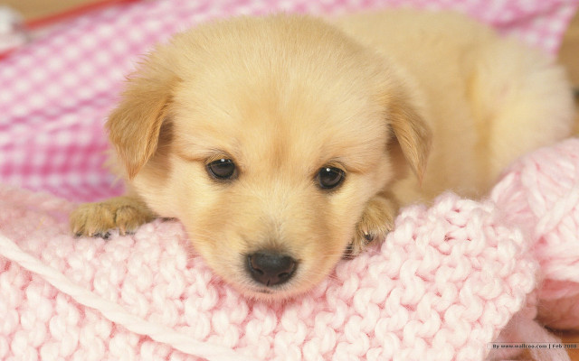 Puppy blanket pink sad looking free wallpaper for desktop - medium preview image