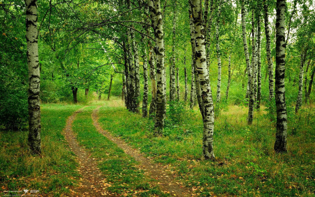 Dirt road forest trees leaves free wallpaper for desktop - medium preview image