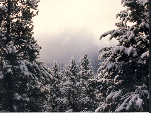 Snowy forest sunset clouds trees free wallpaper for desktop - medium preview image