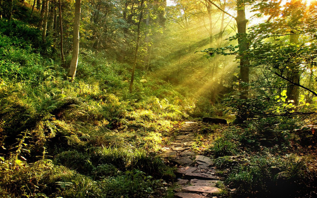 Sunbeams path woods trees leaves free wallpaper for desktop - medium preview image