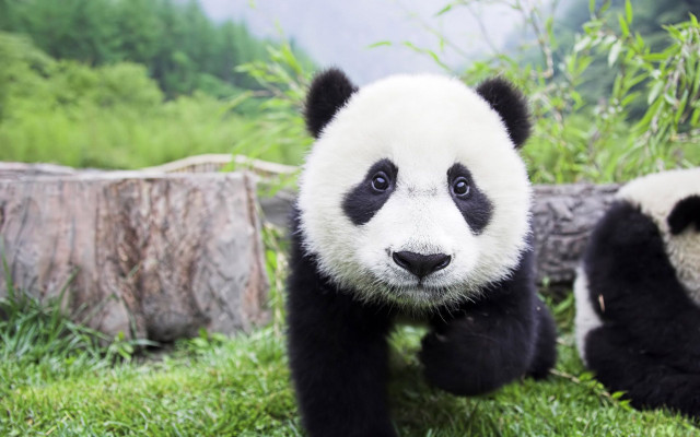 Panda bear sitting grass smile free wallpaper for desktop - medium preview image