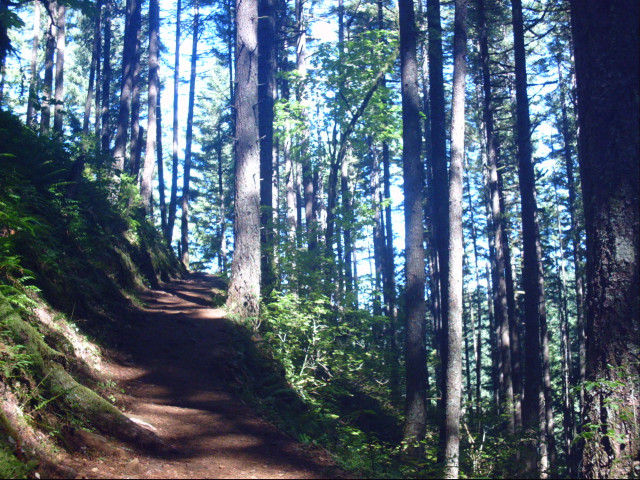 Trail woods trees bench nature free wallpaper for desktop - medium preview image