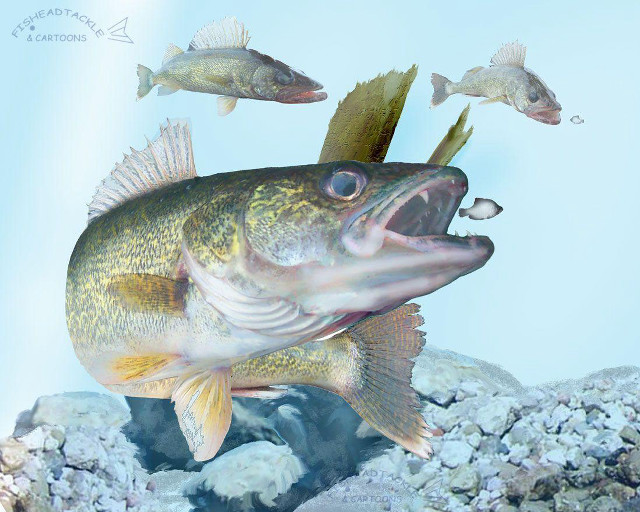 Fish mouth open background other free wallpaper for desktop - medium preview image