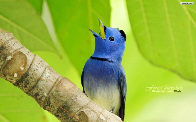 Blue bird black head white free wallpaper for desktop - medium preview image